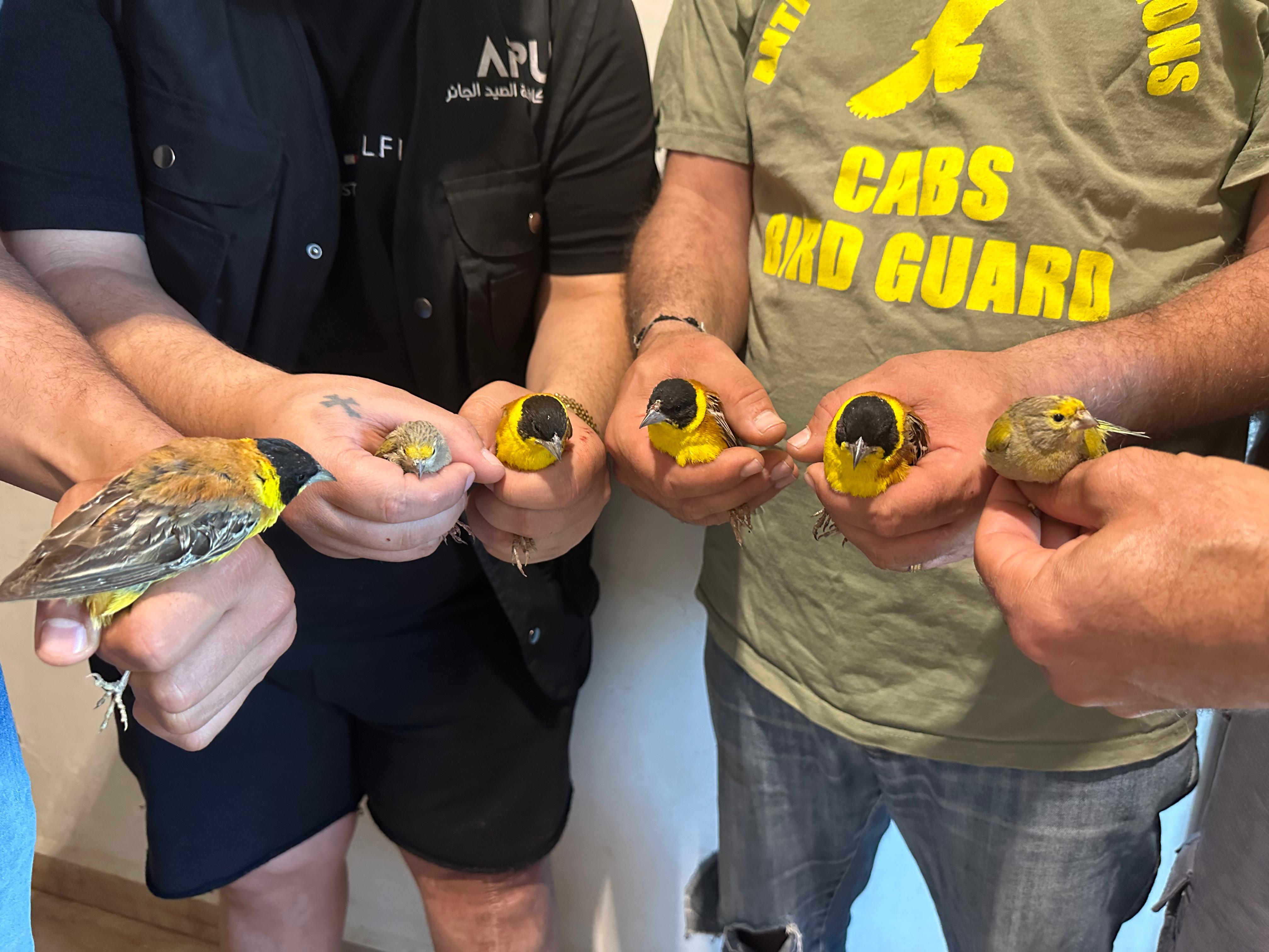 Transfer and Release of Protected Wild Birds During a Joint APU and CABS Patrol in Baalbek-Hermel