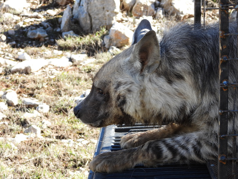 Release of “Simba” the Hyena in the Shouf Cedar Nature Reserve