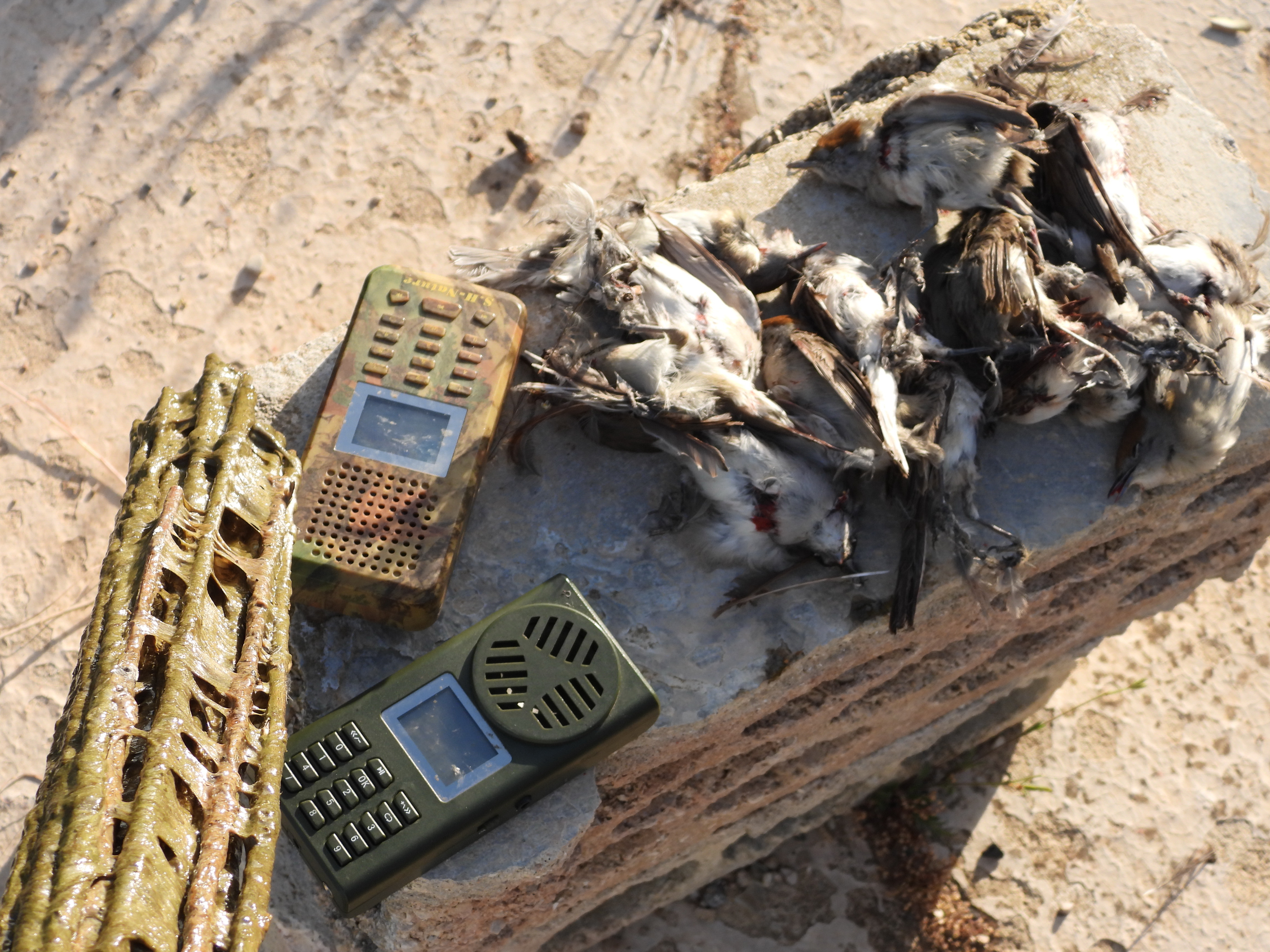 Monitoring and Documentation  Illegal Hunting with Birdlime at Multiple Locations in the Koura District
